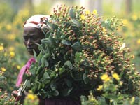Fair Trade flowers and farmer